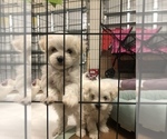 Small Photo #6 Maltipoo Puppy For Sale in AVE MARIA, FL, USA