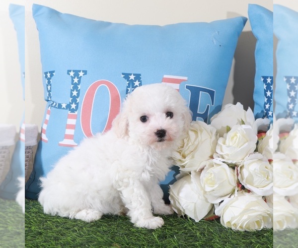 Medium Photo #2 Bichon Frise Puppy For Sale in MOUNT VERNON, OH, USA