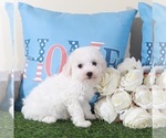 Small #1 Bichon Frise