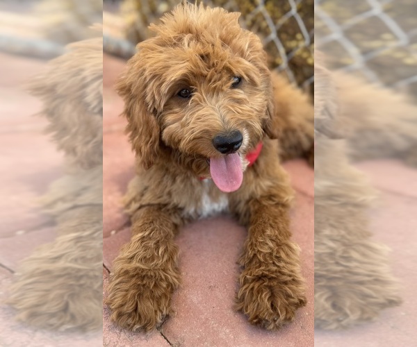 Medium Photo #19 Goldendoodle-Poodle (Toy) Mix Puppy For Sale in MENIFEE, CA, USA