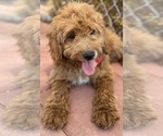 Small Photo #19 Goldendoodle-Poodle (Toy) Mix Puppy For Sale in MENIFEE, CA, USA