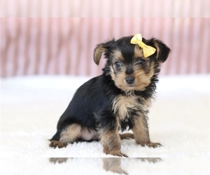 Yorkshire Terrier Puppy for sale in CHARLOTTE, NC, USA