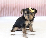 Hadley - Female Yorkshire Terrier Puppy for Sale - Small photo