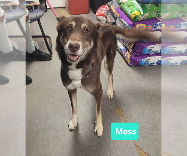Medium Photo #2 Australian Kelpie-Huskies  Mix Puppy For Sale in Richmond, IN, USA