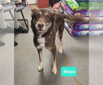 Small #1 Australian Kelpie-Huskies  Mix