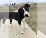 Small #1 Great Dane-Siberian Husky Mix