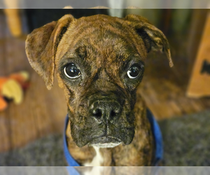 Boxer Dogs for adoption in Dumont, NJ, USA