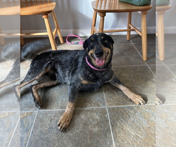 Medium Photo #3 Mutt Puppy For Sale in Monticello, MS, USA