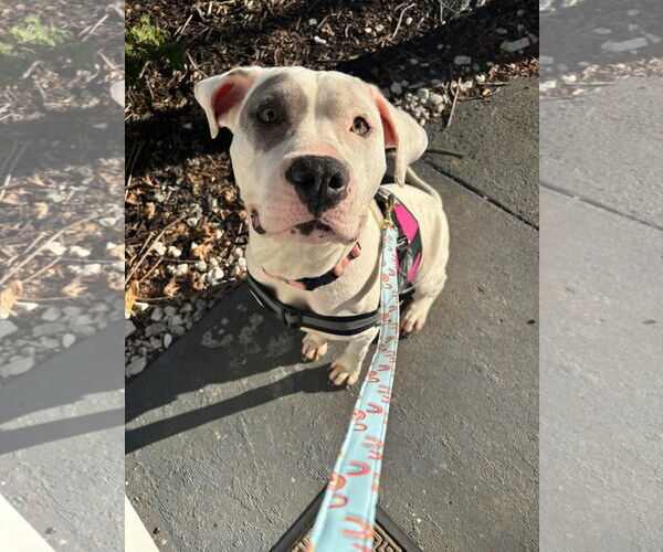 Medium Photo #12 American Bulldog-Unknown Mix Puppy For Sale in Germantown, OH, USA