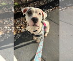 Small #11 American Bulldog Mix