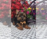 Small #1 Yorkshire Terrier