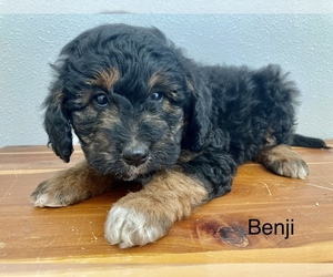 Aussiedoodle Miniature  Puppy for sale in SPOKANE, WA, USA