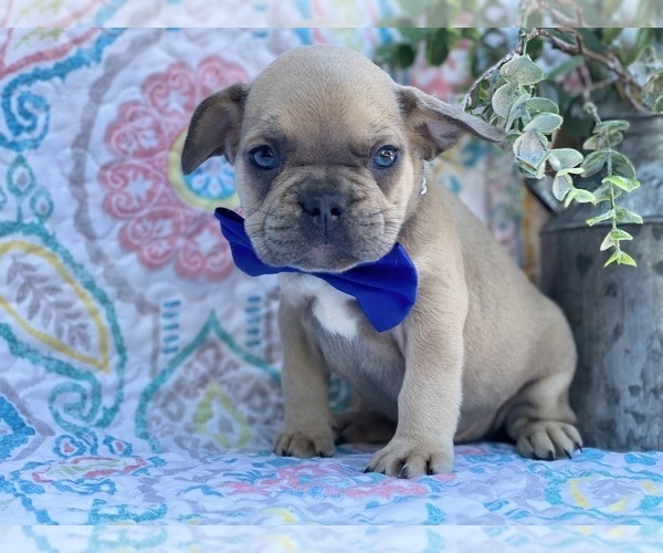 Medium Photo #1 French Bulldog Puppy For Sale in LANCASTER, PA, USA