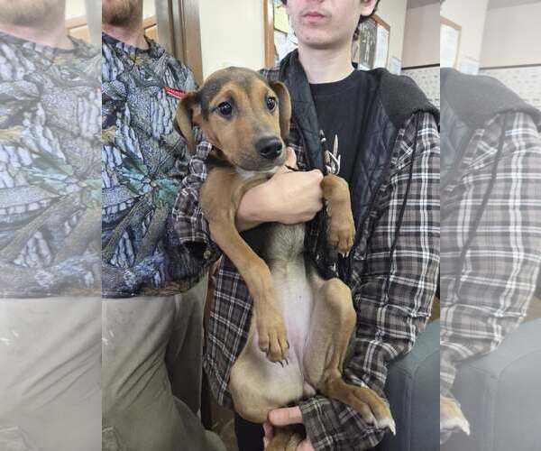 Medium Photo #2 Mutt Puppy For Sale in Martinsburg, WV, USA