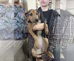 Small #1 Mutt