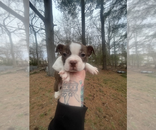 Medium Photo #10 Boston Terrier Puppy For Sale in COVENTRY, RI, USA