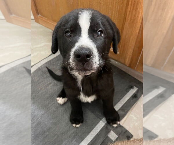 Medium Photo #1 Labrador Retriever-Unknown Mix Puppy For Sale in Claremore, OK, USA