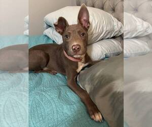 Labrador Retriever-Unknown Mix Dogs for adoption in Lakewood, CO, USA