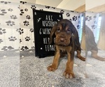 Puppy Red collar 1 Bloodhound