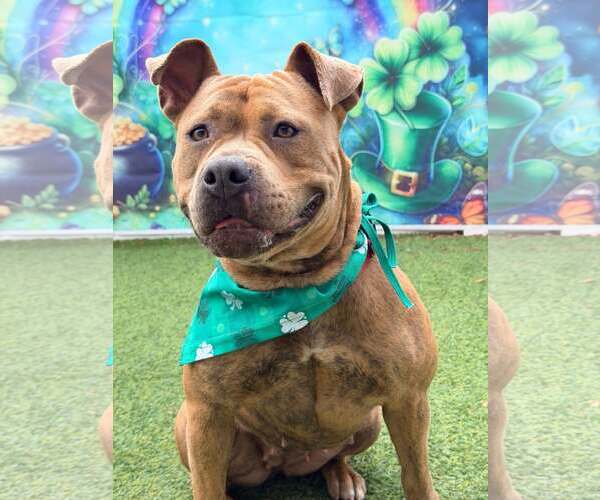 Medium Photo #6 Staffordshire Bull Terrier-Unknown Mix Puppy For Sale in Pompano Beach , FL, USA