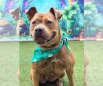 Small #5 Staffordshire Bull Terrier Mix