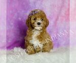 Small Photo #30 Goldendoodle (Miniature) Puppy For Sale in WARSAW, IN, USA