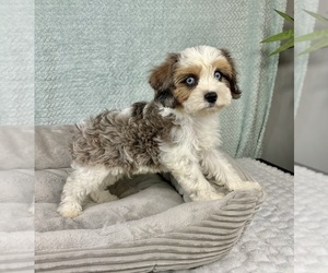 Cavapoo Puppy for sale in FRANKLIN, IN, USA