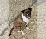 Small #1 Boxer