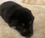 Small Photo #5 Shiba Inu Puppy For Sale in ELIZABETH CITY, NC, USA