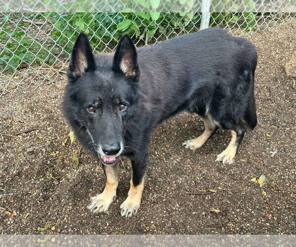 Medium Photo #3 German Shepherd Dog Puppy For Sale in St. Cloud, MN, USA
