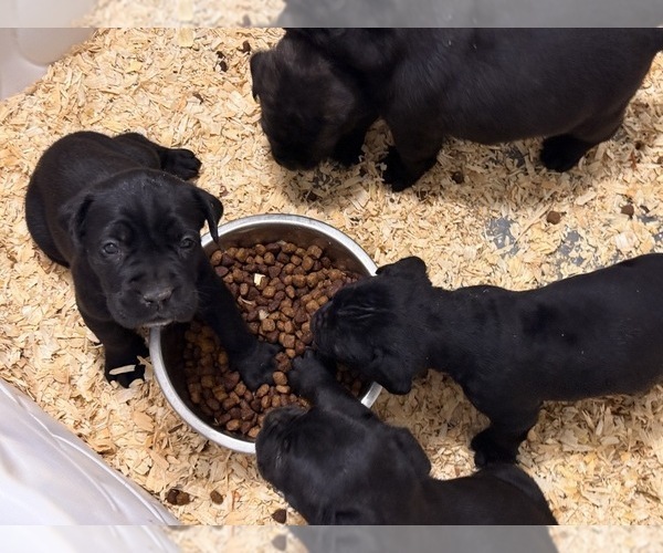 Medium Photo #2 Cane Corso Puppy For Sale in BEAVERDAM, VA, USA