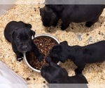 Small #1 Cane Corso