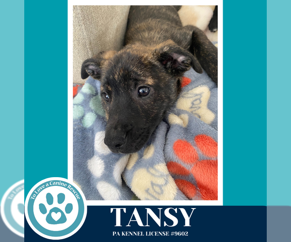 Medium Photo #3 Border Collie-Unknown Mix Puppy For Sale in Kimberton, PA, USA