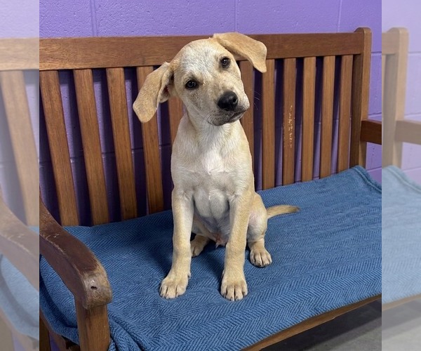 Medium Photo #2 Labrador Retriever-Unknown Mix Puppy For Sale in Genesee, WI, USA