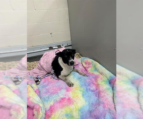 Medium Photo #1 Border Collie-Unknown Mix Puppy For Sale in Conroe, TX, USA