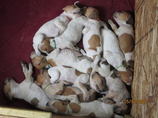 English Coonhound Puppy for sale in LANSING, NY, USA