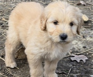 Goldendoodle Puppy for sale in TROY, MO, USA