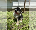Small Photo #4 Australian Shepherd-German Shepherd Dog Mix Puppy For Sale in GRANDVIEW, TX, USA
