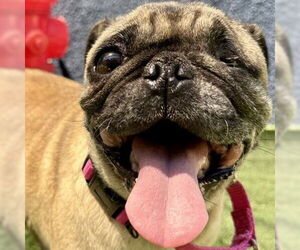 Pug-Unknown Mix Dogs for adoption in Pleasanton, CA, USA
