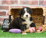Small #11 Bernese Mountain Dog