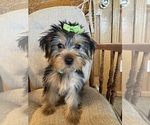 Small Photo #6 Yorkshire Terrier Puppy For Sale in LANCASTER, MO, USA