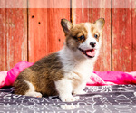 Puppy Raggedy Ann Pembroke Welsh Corgi