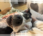 Small #1 American Pit Bull Terrier Mix