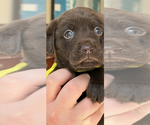 Small Photo #27 Labrador Retriever Puppy For Sale in SIMI VALLEY, CA, USA