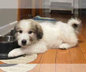 Great Pyrenees-Unknown Mix Dogs for adoption in Clarkston, MI, USA