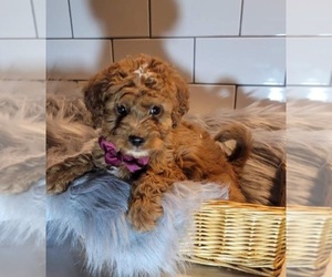 Goldendoodle (Miniature) Puppy for sale in INDIANAPOLIS, IN, USA