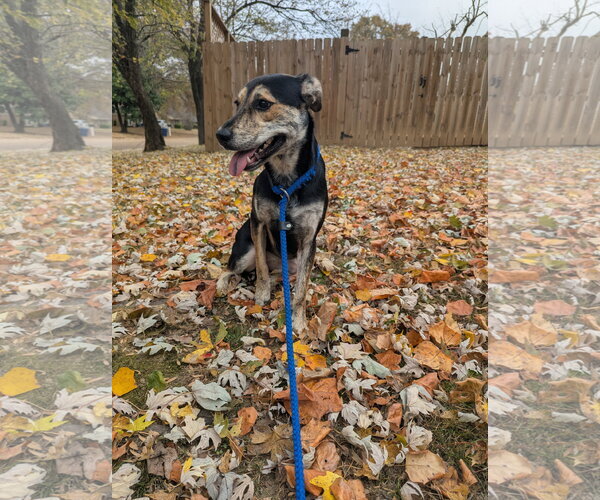 Medium Photo #5 Mutt Puppy For Sale in Munford, TN, USA