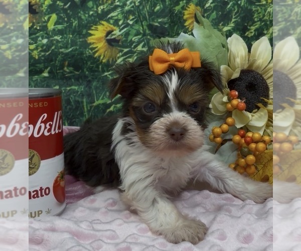 Medium Photo #1 Shorkie Tzu Puppy For Sale in SELLERSBURG, IN, USA