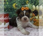 Puppy 1 Shorkie Tzu