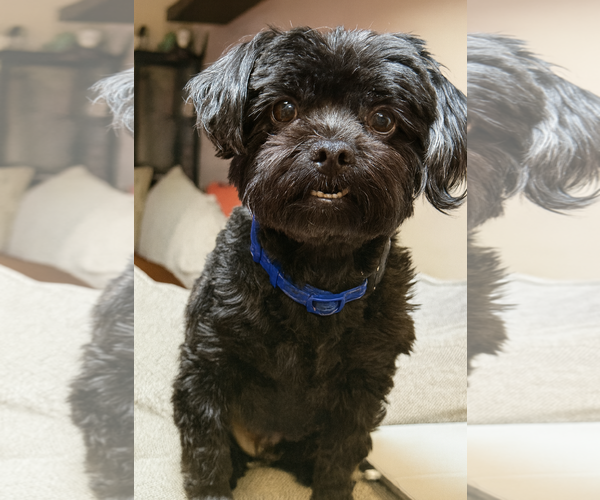 Medium Photo #2 Mal-Shi Puppy For Sale in Phoenix, AZ, USA